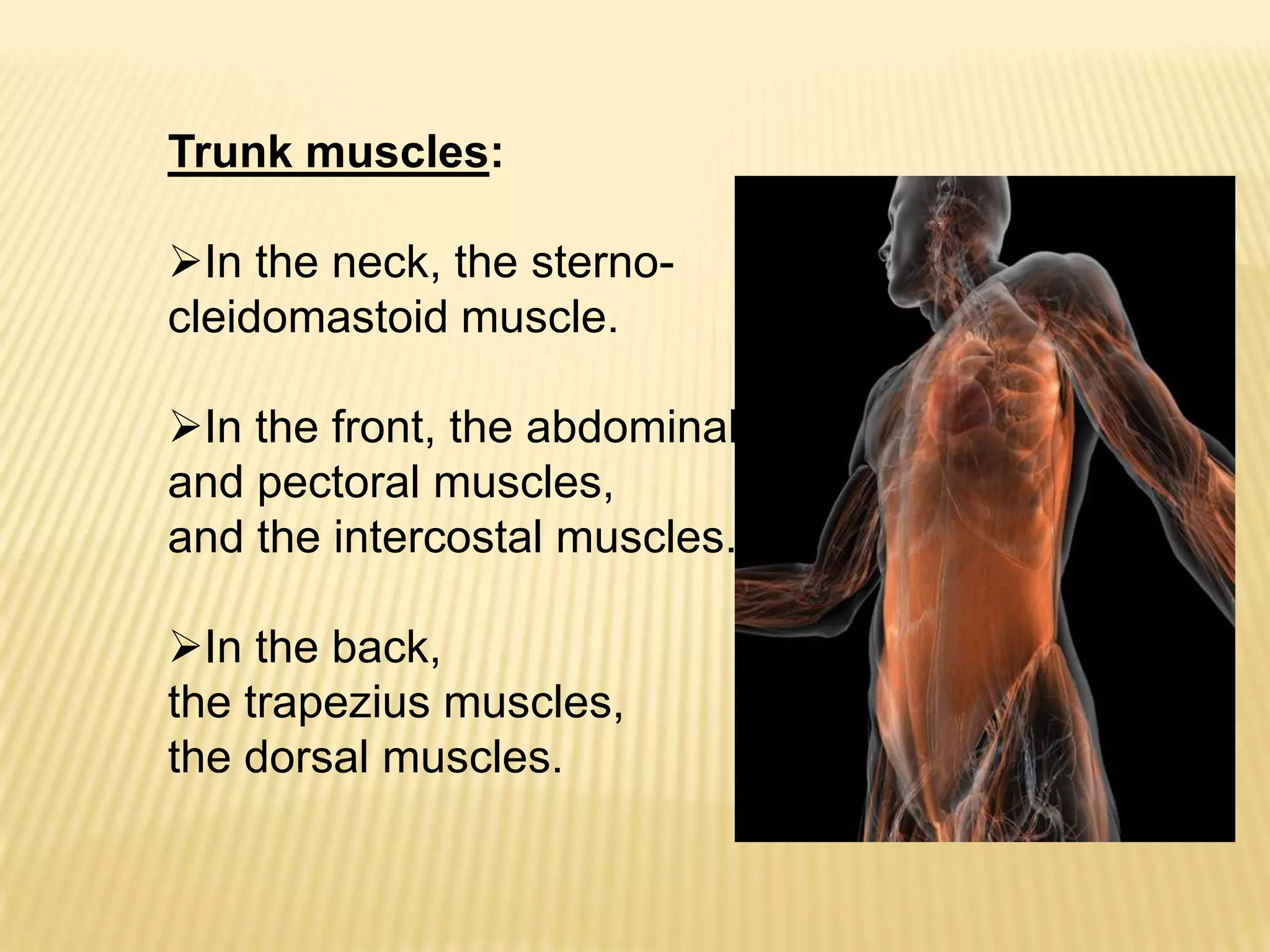 Trunk muscles:

In the neck, the sterno-
cleidomastoid muscle.

In the front, the abdominal
and pectoral muscles,
and the intercostal muscles.

In the back,
the trapezius muscles,
the dorsal muscles.
 