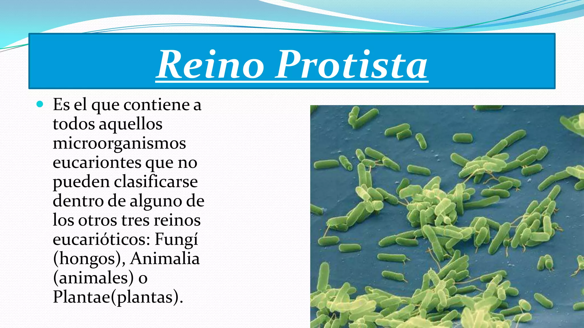 Reino Protista
 Es el que contiene a
todos aquellos
microorganismos
eucariontes que no
pueden clasificarse
dentro de alguno de
los otros tres reinos
eucarióticos: Fungí
(hongos), Animalia
(animales) o
Plantae(plantas).
 