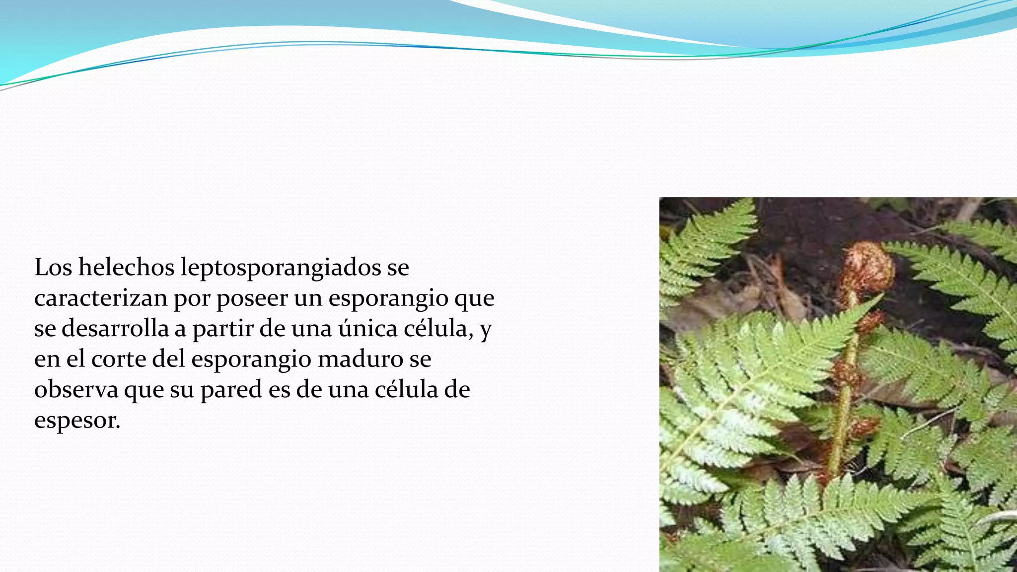 Los helechos leptosporangiados se
caracterizan por poseer un esporangio que
se desarrolla a partir de una única célula, y
en el corte del esporangio maduro se
observa que su pared es de una célula de
espesor.
 