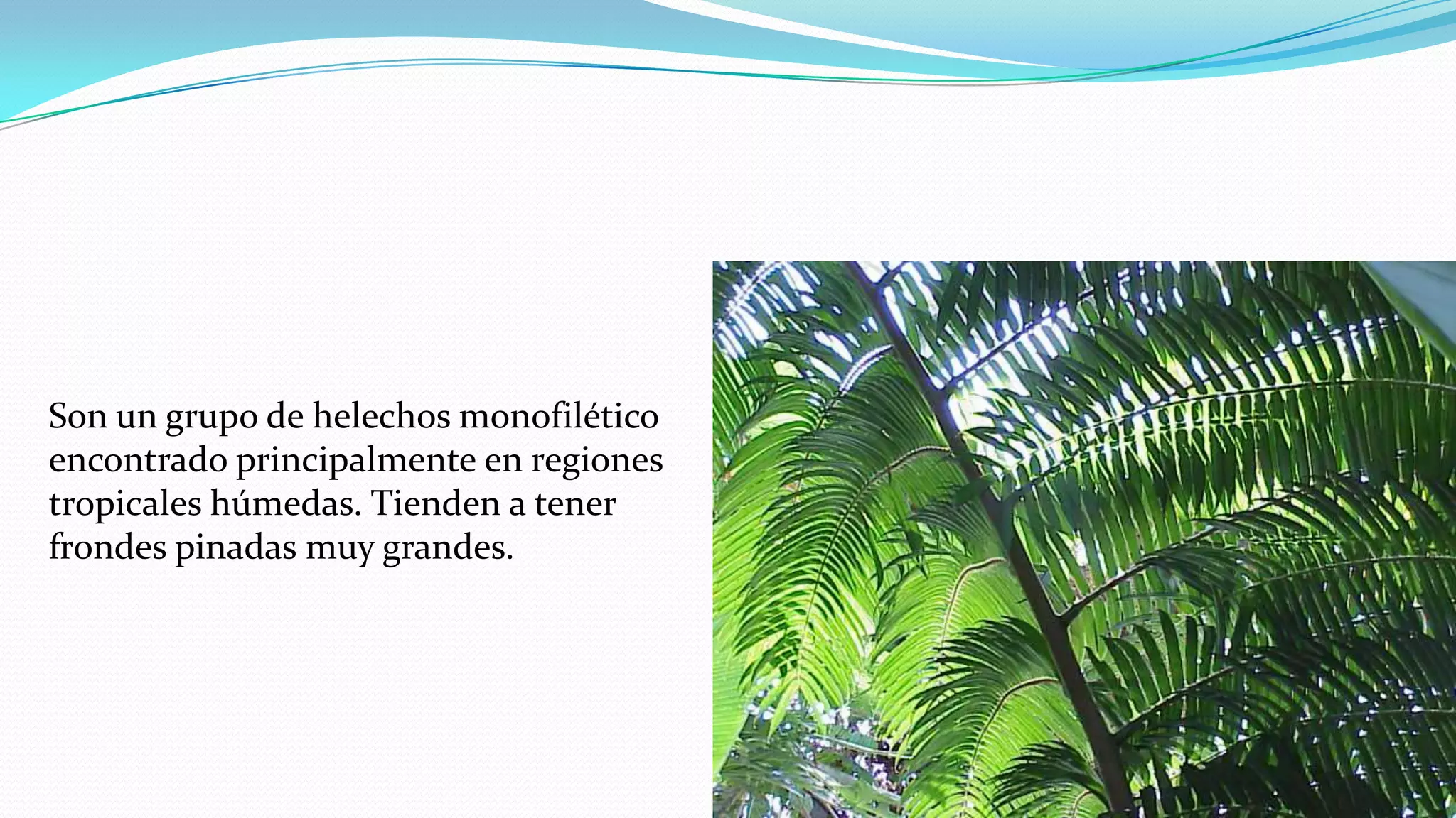 Son un grupo de helechos monofilético
encontrado principalmente en regiones
tropicales húmedas. Tienden a tener
frondes pinadas muy grandes.
 