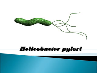 Helicobacter pyloriHelicobacter pylori
 