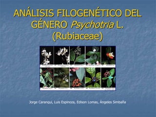 ANÁLISIS FILOGENÉTICO DEL 
GÉNERO Psychotria L. 
(Rubiaceae) 
Jorge Caranqui, Luis Espinoza, Edison Lomas, Ángeles Simbaña 
 