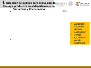 1132 haA
• Capacidad
productiva
• Nivel de
tecnificación
• Manejo
agronómico
• Manejo
fitosanitario
B
1. Selección de cultivos para evaluación de
tipología productiva en el departamento de
Santa Cruz y Cochabamba
 