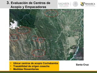3. Evaluación de Centros de
Acopio y Empacadoras
Santa Cruz
• Ubicar centros de acopio Cochabamba
• Trazabilidad de origen cosecha
• Medidas fitosanitarias
 