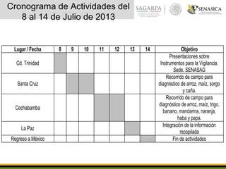 Cronograma de Actividades del
8 al 14 de Julio de 2013
Lugar / Fecha 8 9 10 11 12 13 14 Objetivo
Cd. Trinidad
Presentaciones sobre
Instrumentos para la Vigilancia.
Sede. SENASAG
Santa Cruz
Recorrido de campo para
diagnóstico de arroz, maíz, sorgo
y caña.
Cochabamba
Recorrido de campo para
diagnóstico de arroz, maíz, trigo,
banano, mandarina, naranja,
haba y papa.
La Paz
Integración de la información
recopilada
Regreso a México Fin de actividades
 