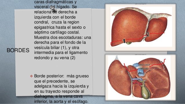 anatomia del Higado