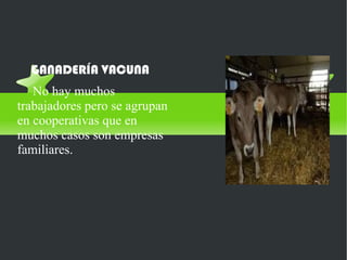 Ganadería
  GANADERÍA VACUNA
   No hay muchos
trabajadores pero se agrupan
en cooperativas que en
muchos casos son empresas
familiares.
 