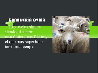 GANADERÍA OVINA
   Las ovejas siguen
siendo el sector
económico más fuerte y
el que más superficie
territorial ocupa.
 