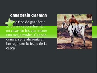 GANADERÍA CAPRINA
   Este tipo de ganadería
se utiliza especialmente,
en casos en los que muere
una oveja madre. Cuando
ocurre, se le alimenta al
borrego con la leche de la
cabra.
 