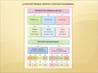 LA ROTACIÓ TRIENNAL ENFRONT LA ROTACIÓ QUADRIENNAL 