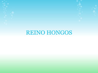 REINO HONGOS 