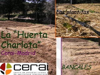 BANCALES Las plantitas La “Huerta Charlota”   Cerai-Madrid 