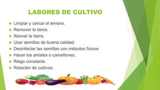 LABORES DE CULTIVO
 Limpiar y cercar el terreno.
 Remover la tierra.
 Abonar la tierra.
 Usar semillas de buena calidad.
 Desinfectar las semillas con métodos físicos
 Hacer los arriates o camellones.
 Riego constante.
 Rotación de cultivos.
 