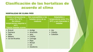 Clasificación de las hortalizas de
acuerdo al clima
Crecen a temperaturas
entre 15 y 18°C.
No toleran
temperaturas mayores a
24°C.
Toleran heladas suaves
Son susceptibles a las
heladas cerca de su
madurez
Adaptadas a
temperaturas entre 13 y
24°C y son tolerantes a
heladas
 Brócoli
 Espinaca
 Haba
 Rábano
 Col de Bruselas
 Acelga
 Alcachofa
 Apio
 Coliflor
 Lechuga
 Papa
 Perejil
 Col
 Zanahoria
 Ajo
 Cebolla
 Cebollón
HORTALIZAS DE CLIMA FRÍO
 
