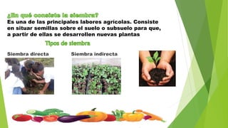 Es una de las principales labores agrícolas. Consiste
en situar semillas sobre el suelo o subsuelo para que,
a partir de ellas se desarrollen nuevas plantas
Siembra directa Siembra indirecta
 