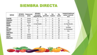 SIEMBRA DIRECTA
 