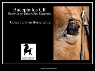 Bucephalos CR Expertos en desarrollos Ecuestres   Consultoria en Horseriding 