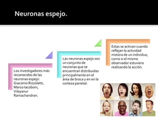 Los investigadores más
reconocidos de las
neuronas espejo:
Giacomo Rizzolatti,
Marco Iacoboni,
Vilayanur
Ramachandran.
Las neuronas espejo son
un conjunto de
neuronas que se
encuentran distribuidas
principalmente en el
área de broca y en en la
corteza parietal.
Estas se activan cuando
reflejan la actividad
motora de un individuo,
como si el mismo
observador estuviera
realizando la acción.
 