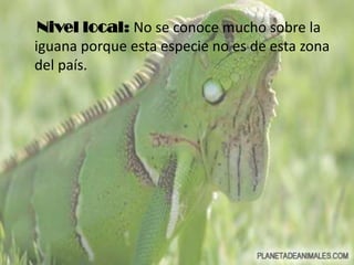 Nivel local: No se conoce mucho sobre la
iguana porque esta especie no es de esta zona
del país.

 