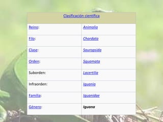Clasificación científica
Reino:

Animalia

Filo:

Chordata

Clase:

Sauropsida

Orden:

Squamata

Suborden:

Lacertilia

Infraorden:

Iguania

Familia:

Iguanidae

Género:

Iguana

 