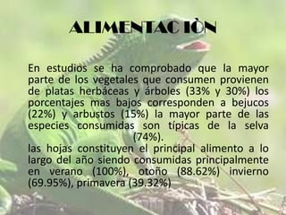 ALIMENTAC IÒN
En estudios se ha comprobado que la mayor
parte de los vegetales que consumen provienen
de platas herbáceas y árboles (33% y 30%) los
porcentajes mas bajos corresponden a bejucos
(22%) y arbustos (15%) la mayor parte de las
especies consumidas son típicas de la selva
(74%).
las hojas constituyen el principal alimento a lo
largo del año siendo consumidas principalmente
en verano (100%), otoño (88.62%) invierno
(69.95%), primavera (39.32%)

 