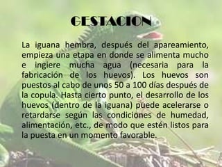 GESTACION
La iguana hembra, después del apareamiento,
empieza una etapa en donde se alimenta mucho
e ingiere mucha agua (necesaria para la
fabricación de los huevos). Los huevos son
puestos al cabo de unos 50 a 100 días después de
la copula. Hasta cierto punto, el desarrollo de los
huevos (dentro de la iguana) puede acelerarse o
retardarse según las condiciones de humedad,
alimentación, etc., de modo que estén listos para
la puesta en un momento favorable.

 
