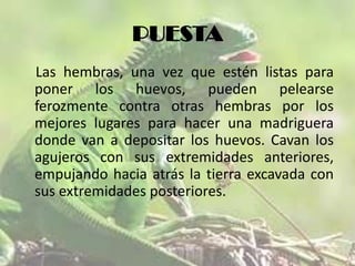 PUESTA
Las hembras, una vez que estén listas para
poner los huevos, pueden pelearse
ferozmente contra otras hembras por los
mejores lugares para hacer una madriguera
donde van a depositar los huevos. Cavan los
agujeros con sus extremidades anteriores,
empujando hacia atrás la tierra excavada con
sus extremidades posteriores.

 