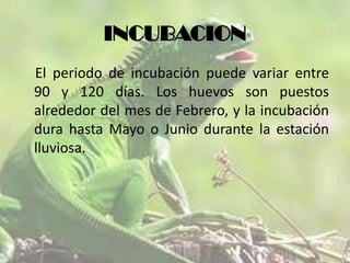 INCUBACION
El periodo de incubación puede variar entre
90 y 120 días. Los huevos son puestos
alrededor del mes de Febrero, y la incubación
dura hasta Mayo o Junio durante la estación
lluviosa.

 