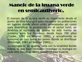 Manejo de la iguana verde
en semicautiverio.
El manejo de la iguana verde es importante desde el
punto de vista biológico para recuperar las poblaciones
en lugares donde ahora están amenazadas así como
para diversificar la producción en el sector rural, en
América el consumo de iguana ha sido fuente de
proteína para los humanos desde hace 700 años
(Cooke, 1981 en Werner 1986), y actualmente se
consume en casi todos los países donde se distribuye
(Etheridge, 1982 en Werner 1986).
La ecología de las iguanas varía con la localidad donde
habita, lo que hace necesario investigar su ecología en
cada sitio donde se desea recuperar ésta especie.

 