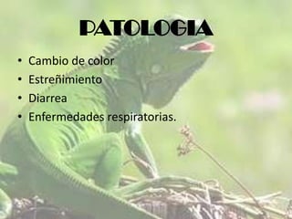 PATOLOGIA
•
•
•
•

Cambio de color
Estreñimiento
Diarrea
Enfermedades respiratorias.

 