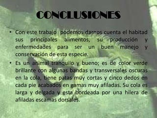 CONCLUSIONES
• Con este trabajo podemos darnos cuenta el habitad
sus principales alimentos, su producción y
enfermedades para ser un buen manejo y
conservación de esta especie.
• Es un animal tranquilo y bueno; es de color verde
brillante con algunas bandas y transversales oscuras
en la cola, tiene patas muy cortas y cinco dedos en
cada pie acabados en gamas muy afiladas. Su cola es
larga y delgada y esta bordeada por una hilera de
afiladas escamas dorsales.

 