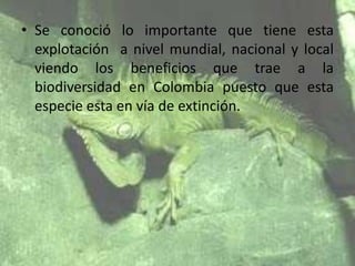 • Se conoció lo importante que tiene esta
explotación a nivel mundial, nacional y local
viendo los beneficios que trae a la
biodiversidad en Colombia puesto que esta
especie esta en vía de extinción.

 