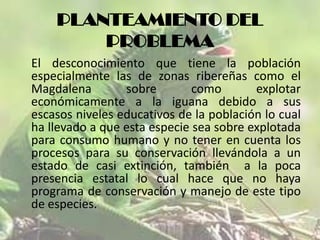 PLANTEAMIENTO DEL
PROBLEMA
El desconocimiento que tiene la población
especialmente las de zonas ribereñas como el
Magdalena
sobre
como
explotar
económicamente a la iguana debido a sus
escasos niveles educativos de la población lo cual
ha llevado a que esta especie sea sobre explotada
para consumo humano y no tener en cuenta los
procesos para su conservación llevándola a un
estado de casi extinción, también a la poca
presencia estatal lo cual hace que no haya
programa de conservación y manejo de este tipo
de especies.

 