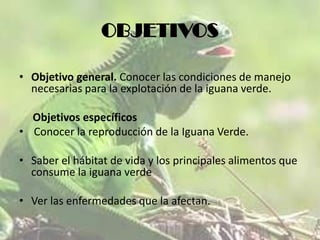 OBJETIVOS
• Objetivo general. Conocer las condiciones de manejo
necesarias para la explotación de la iguana verde.
Objetivos específicos
• Conocer la reproducción de la Iguana Verde.
• Saber el hábitat de vida y los principales alimentos que
consume la iguana verde
• Ver las enfermedades que la afectan.

 