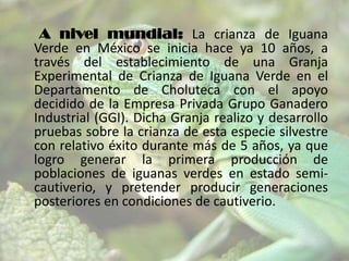 A nivel mundial: La crianza de Iguana
Verde en México se inicia hace ya 10 años, a
través del establecimiento de una Granja
Experimental de Crianza de Iguana Verde en el
Departamento de Choluteca con el apoyo
decidido de la Empresa Privada Grupo Ganadero
Industrial (GGI). Dicha Granja realizo y desarrollo
pruebas sobre la crianza de esta especie silvestre
con relativo éxito durante más de 5 años, ya que
logro generar la primera producción de
poblaciones de iguanas verdes en estado semicautiverio, y pretender producir generaciones
posteriores en condiciones de cautiverio.

 