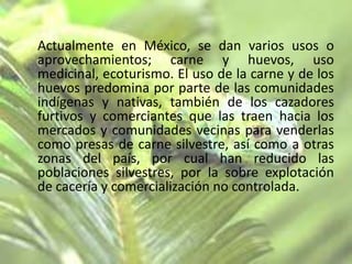 Actualmente en México, se dan varios usos o
aprovechamientos; carne y huevos, uso
medicinal, ecoturismo. El uso de la carne y de los
huevos predomina por parte de las comunidades
indígenas y nativas, también de los cazadores
furtivos y comerciantes que las traen hacia los
mercados y comunidades vecinas para venderlas
como presas de carne silvestre, así como a otras
zonas del país, por cual han reducido las
poblaciones silvestres, por la sobre explotación
de cacería y comercialización no controlada.

 