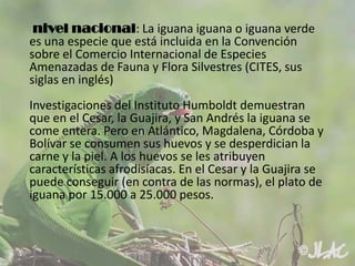 nivel nacional: La iguana iguana o iguana verde
es una especie que está incluida en la Convención
sobre el Comercio Internacional de Especies
Amenazadas de Fauna y Flora Silvestres (CITES, sus
siglas en inglés)
Investigaciones del Instituto Humboldt demuestran
que en el Cesar, la Guajira, y San Andrés la iguana se
come entera. Pero en Atlántico, Magdalena, Córdoba y
Bolívar se consumen sus huevos y se desperdician la
carne y la piel. A los huevos se les atribuyen
características afrodisíacas. En el Cesar y la Guajira se
puede conseguir (en contra de las normas), el plato de
iguana por 15.000 a 25.000 pesos.

 