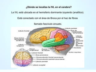 ¿Dónde se localiza la IVL en el cerebro?
La IVL está ubicada en el hemisferio dominante izquierdo (analítico).
Está conectado con el área de Broca por el haz de fibras
llamado fascículo arcuato.
 