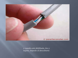 y cuando está debilitada, tiro y
separo, dejando al descubierto
 