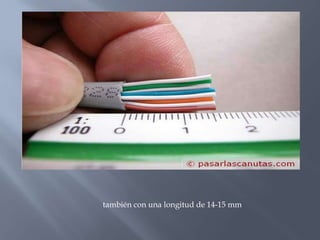 también con una longitud de 14-15 mm
 