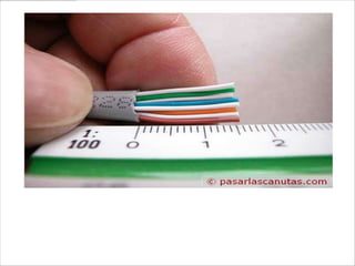 también con una longitud de 14-15 mm
 