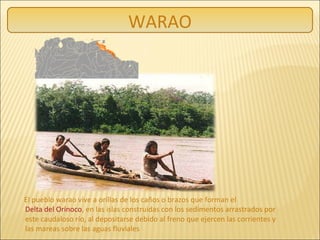 WARAO
El pueblo warao vive a orillas de los caños o brazos que forman el
Delta del Orinoco, en las islas construidas con los sedimentos arrastrados por
este caudaloso río, al depositarse debido al freno que ejercen las corrientes y
las mareas sobre las aguas fluviales
 