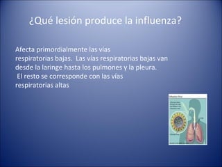 ¿Qué lesión produce la influenza?

Afecta primordialmente las vías
respiratorias bajas. Las vías respiratorias bajas van
desde la laringe hasta los pulmones y la pleura.
 El resto se corresponde con las vías
respiratorias altas
 