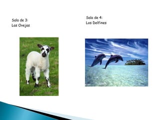 Sala de 3:
Las Ovejas
Sala de 4:
Los Delfines
 
