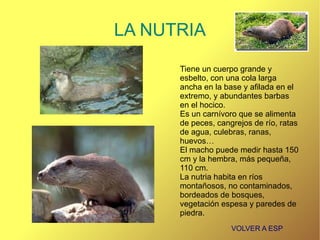 EL LÍNCE IBÉRICO Su aspecto es robusto, con largas patas y unas patillas características que le cuelgan de sus mejillas. 