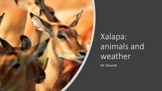 Xalapa:
animals and
weather
Mr. Eduardo
 