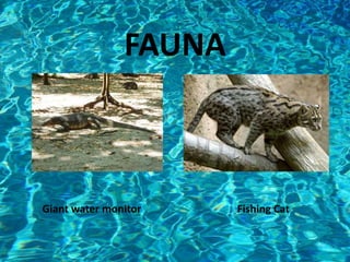 FAUNA
Giant water monitor Fishing Cat