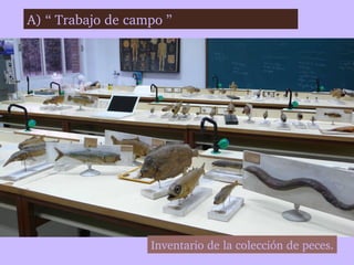 A) “ Trabajo de campo ”




                   Inventario de la colección de peces.
 