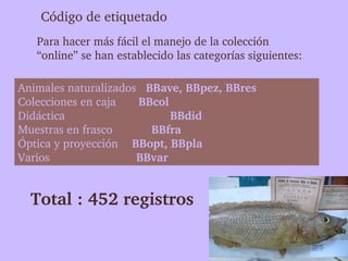Código de etiquetado
   Para hacer más fácil el manejo de la colección 
   “online” se han establecido las categorías siguientes:

Animales naturalizados   BBave, BBpez, BBres
Colecciones en caja      BBcol
Didáctica                          BBdid
Muestras en frasco            BBfra
Óptica y proyección    BBopt, BBpla
Varios                      BBvar


  Total : 452 registros
 