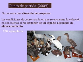 Punto de partida (2009). 
Se constata una situación heterogénea

Las condiciones de conservación en que se encuentra la colección 
no son buenas al no disponer de un espacio adecuado de 
almacenamiento
 700  ejemplares
 